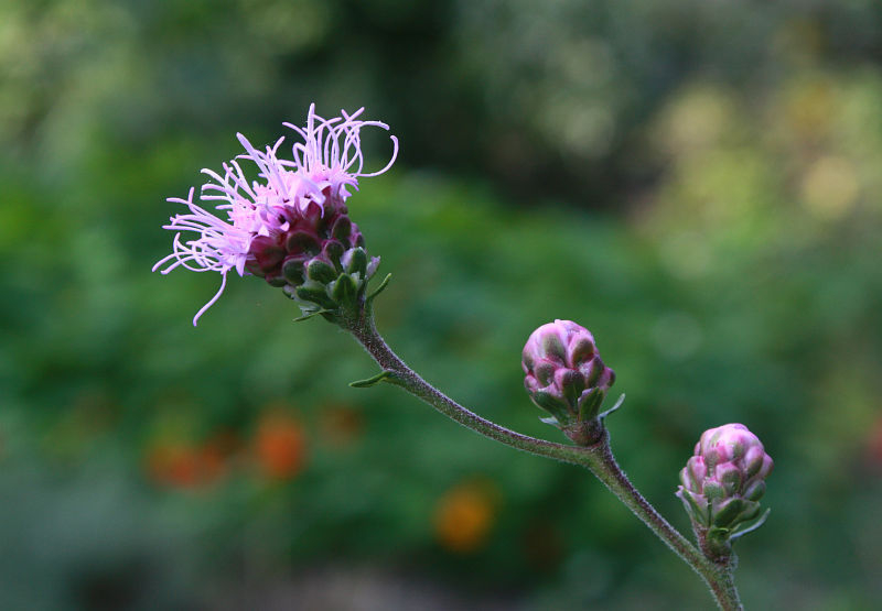 Liatris aspera