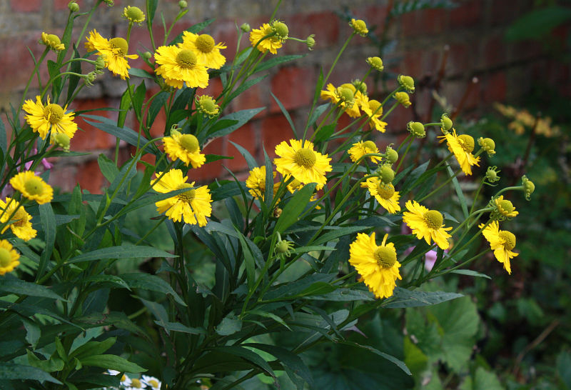 Helenium 'Double Trouble'