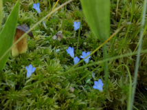 Campanula sp.