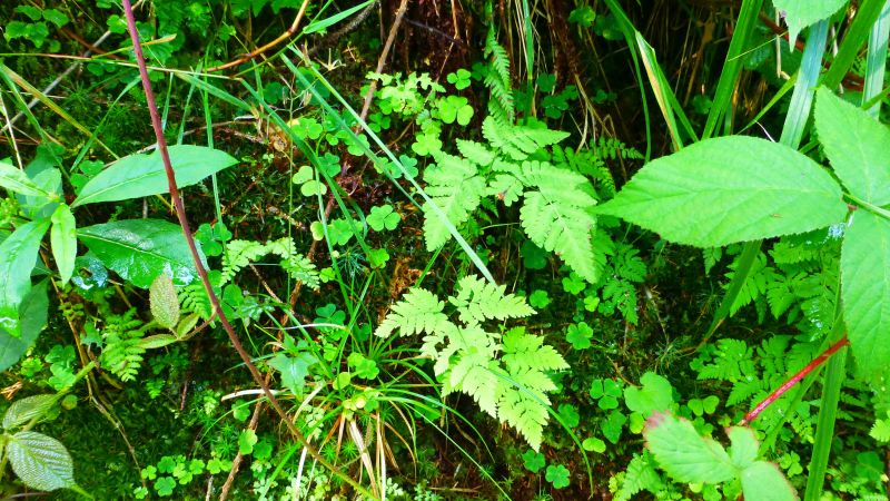 Eichenfarn (Gymnocarpium dryopteris) Bestand