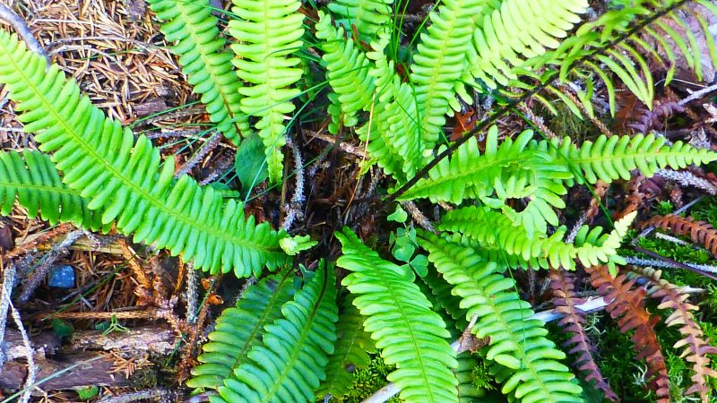Rippenfarn (Blechnum spicant)