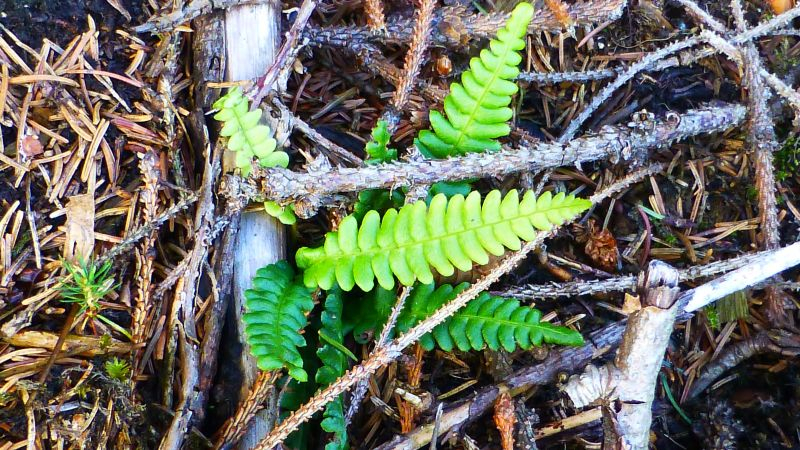Rippenfarn (Blechnum spicant) Jungpflanzen
