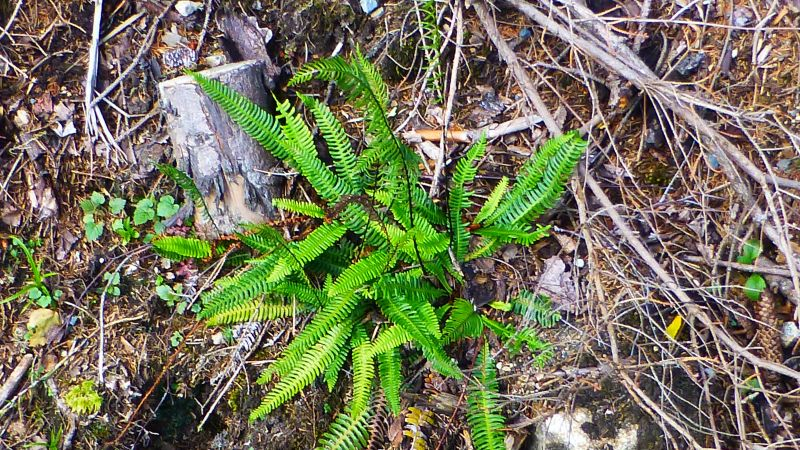 Rippenfarn (Blechnum spicant)