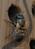 Osmia bicoris