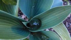 Hosta ´Popo´