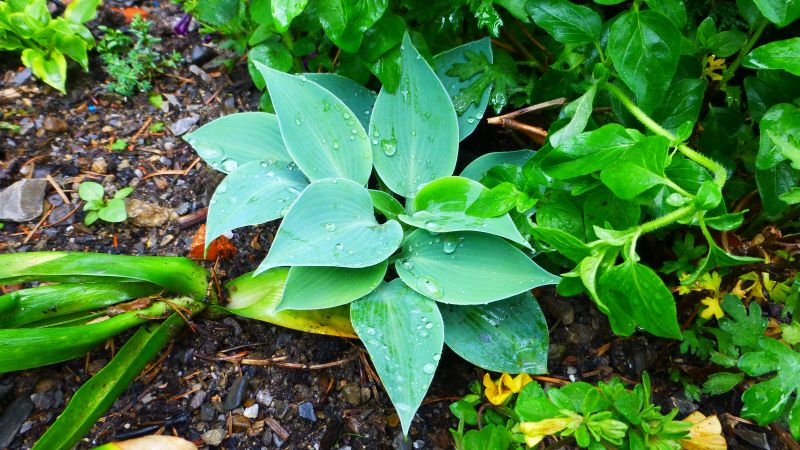 Hosta ´Popo´