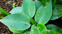 Hosta ´Popo´