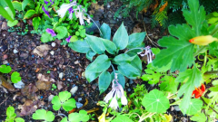 Hosta ´Popo´ ein bisschen versteckt