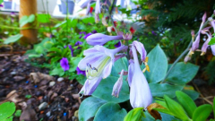 Hosta ´Popo´ Blüte