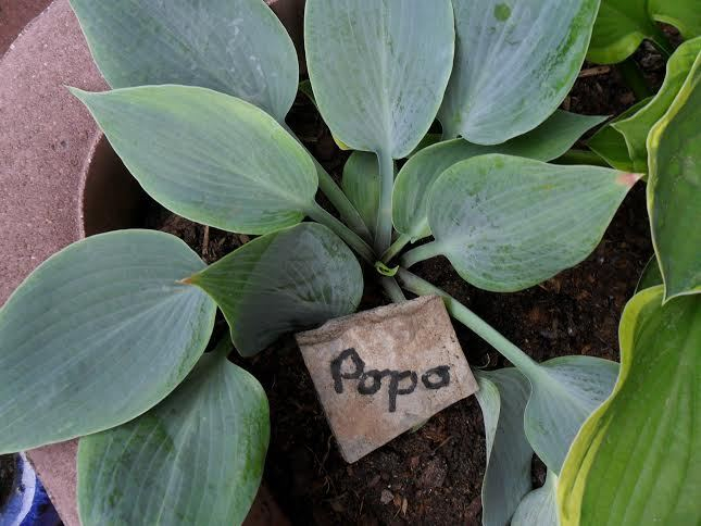 Hosta ´Popo´ 2015 neu erworben
