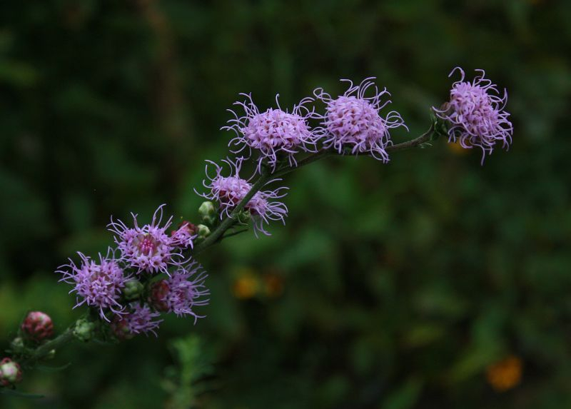 Liatris aspera