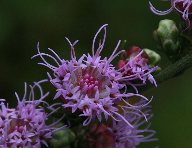 Liatris aspera