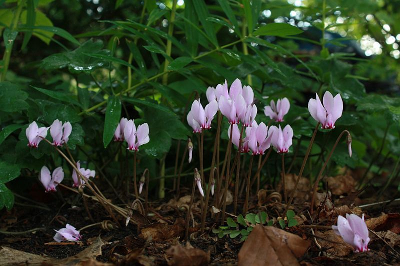 Cyclamen hederifolium