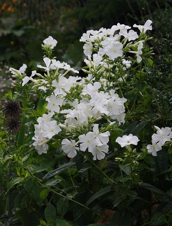 Phlox paniculata 'Schneeferner'