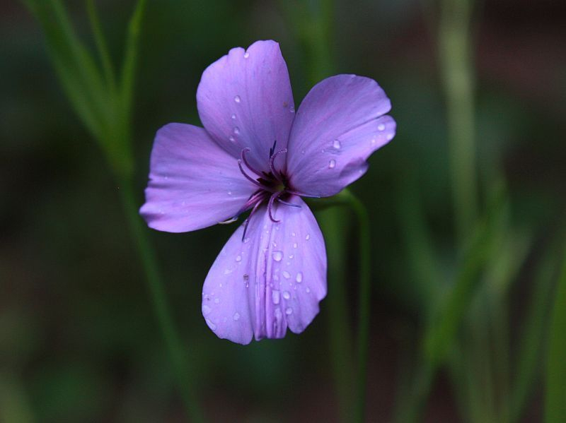 Silene coeli-rosa