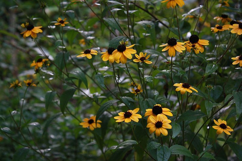 Rudbeckia triloba