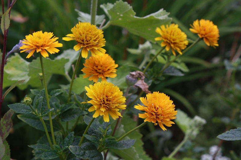 Heliopsis helianthoides 'Asahi'