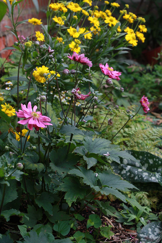 Anemone japonica 'Bressingham Glow'