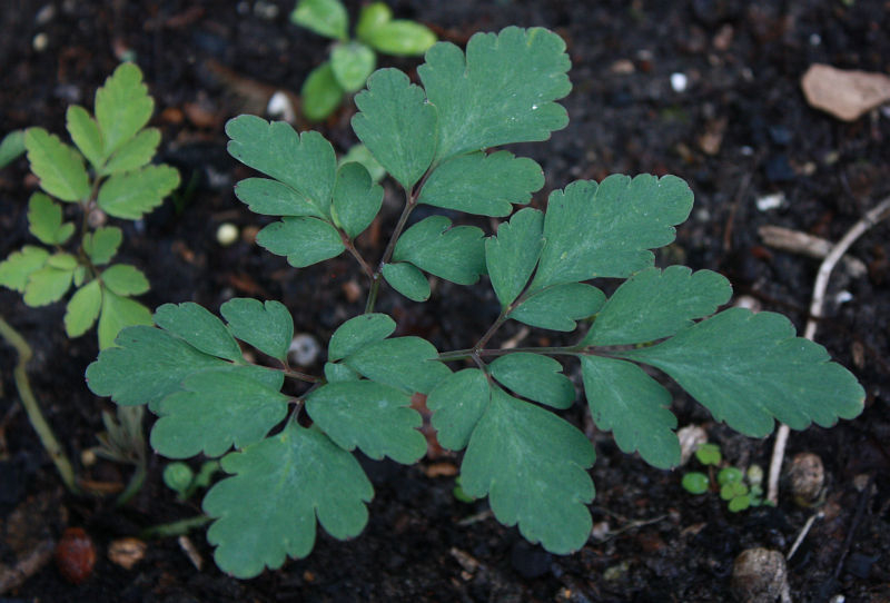 Corydalis spec. (China, Shanghai)