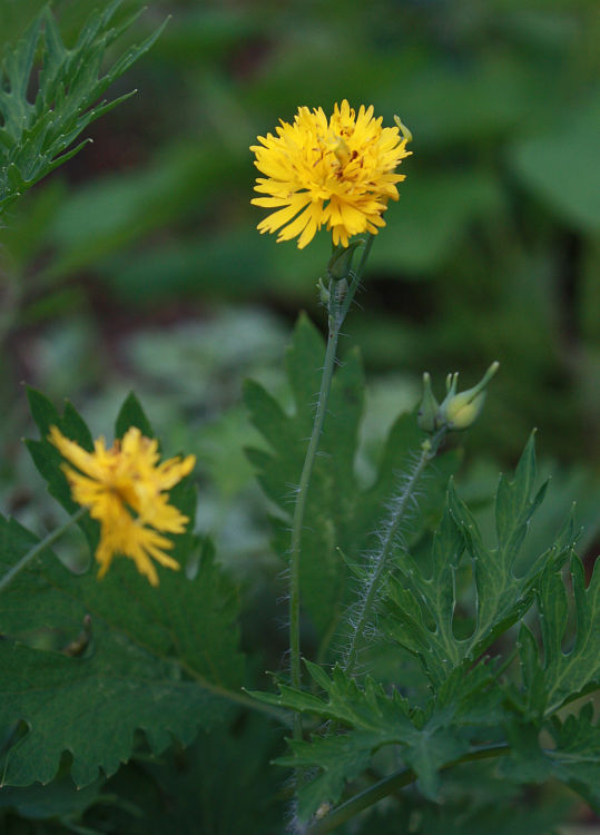 Chelidonium majus var. laciniatus