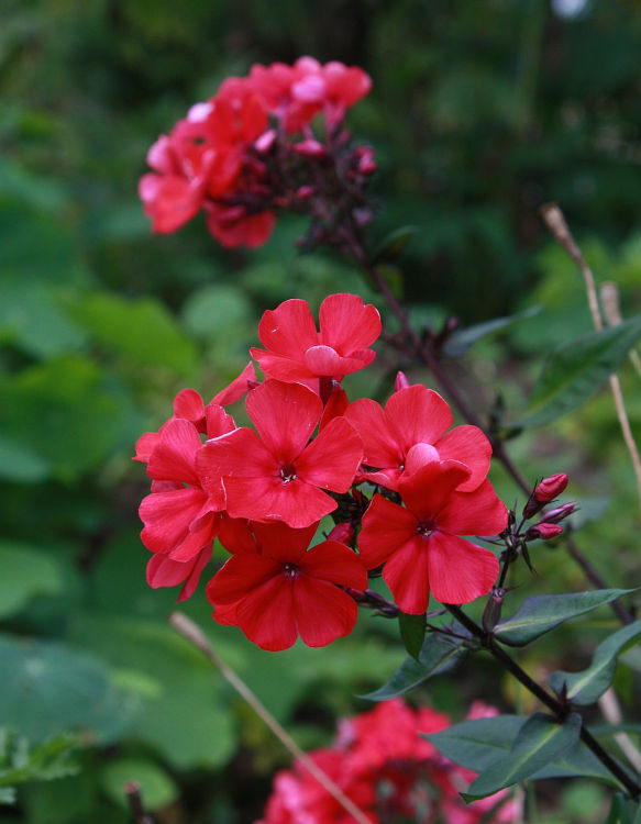 Phlox paniculata 'Starfire'