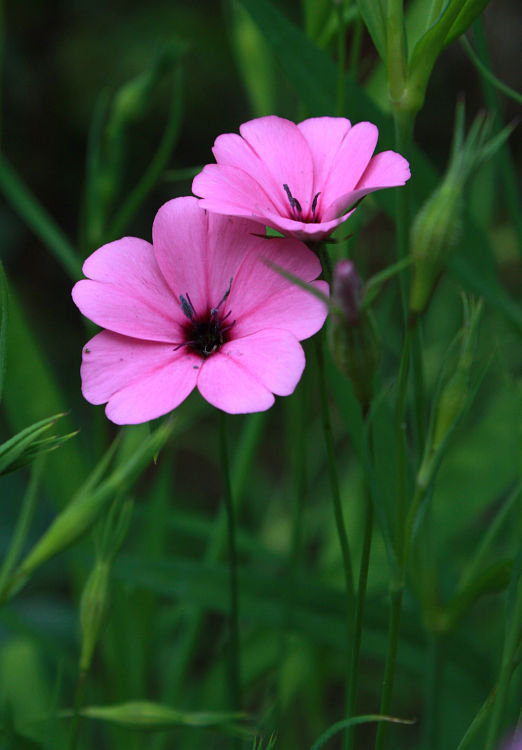 Silene coeli-rosa, rosa