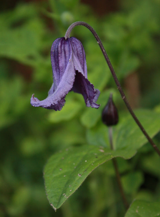 Clematis integrifolia