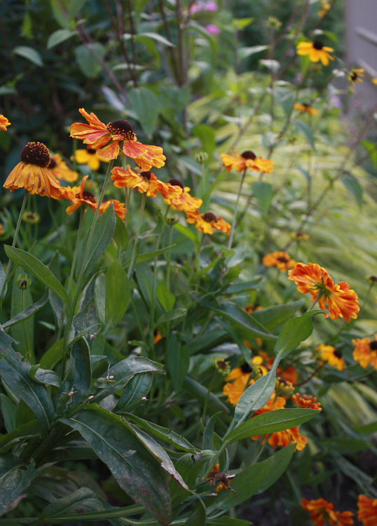 Helenium'Sahin´s Early Flowerer'