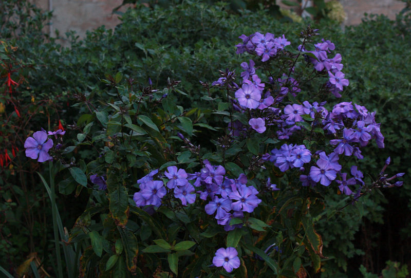 Phlox paniculata 'Blue Paradise'