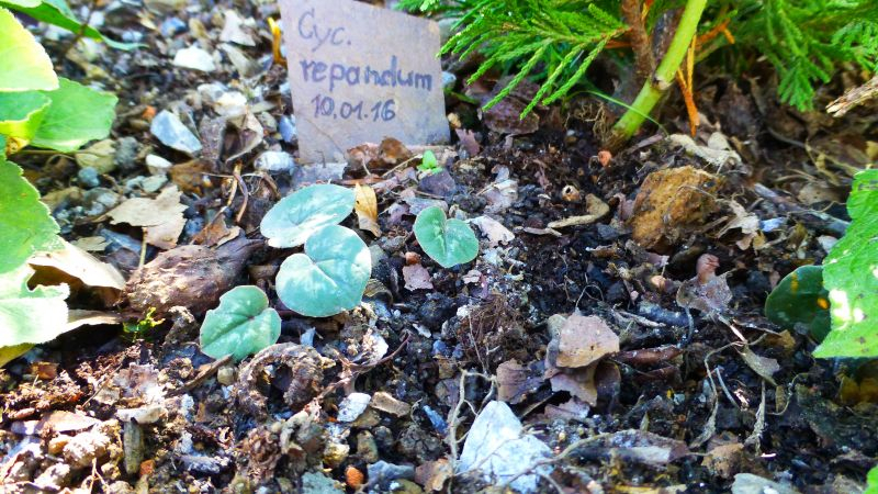 Cycl. repandum