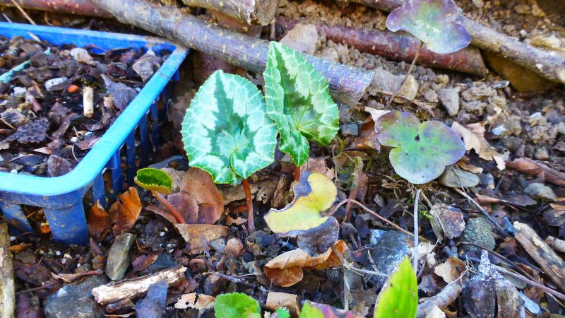 Sämlinge Cyclamen hederifolium 