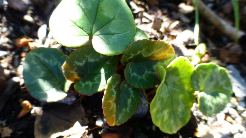 Sämlingsmix Cycl. coum & hederifolium