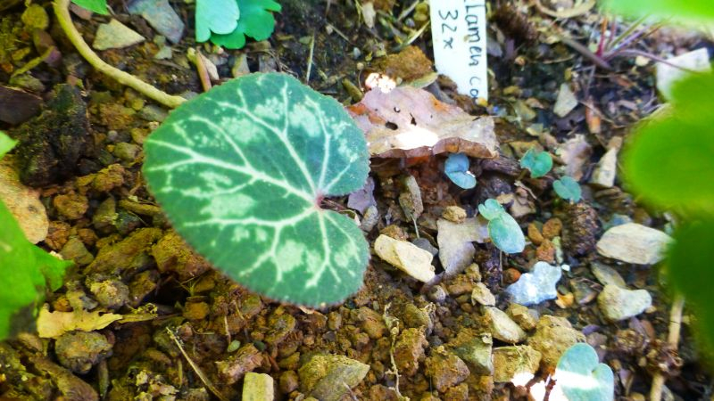 Cylamen persicum Okt. 2015 ausgepflanzt