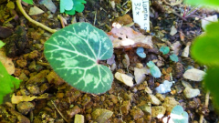Cylamen persicum Okt. 2015 ausgepflanzt