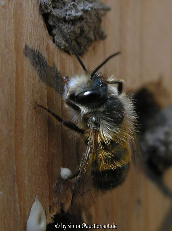 Osmia bicoris