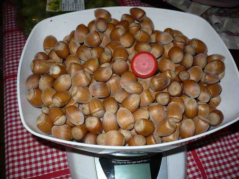 Beginn der Ernte 1378g