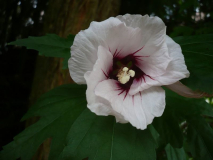 Hibiskus