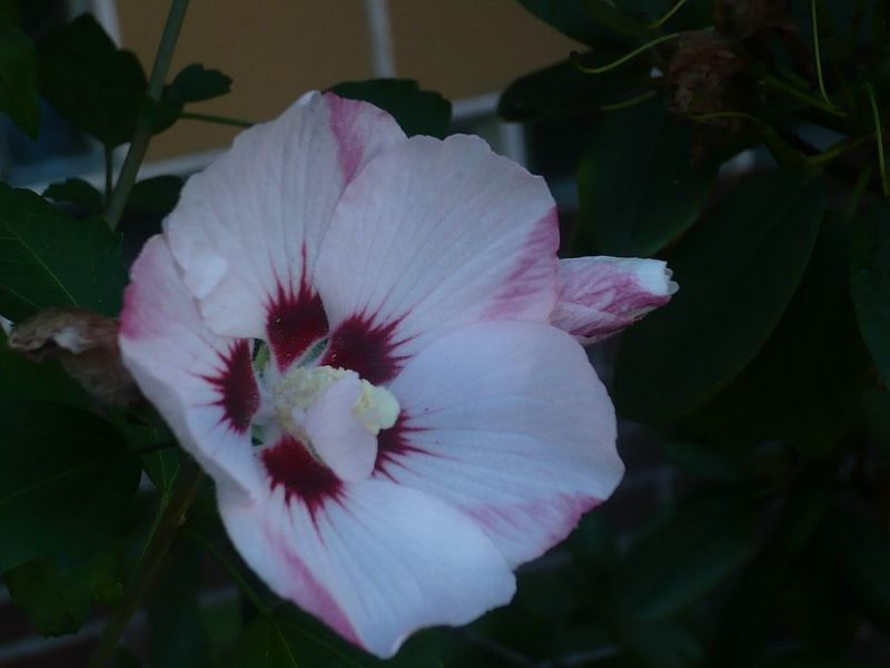 Hibiskus der gleiche