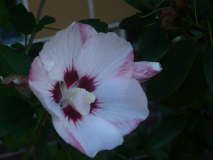 Hibiskus der gleiche