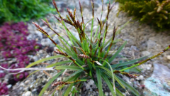 Finger-- Segge (Carex digitata)