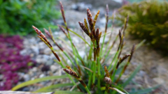 Finger-- Segge (Carex digitata)