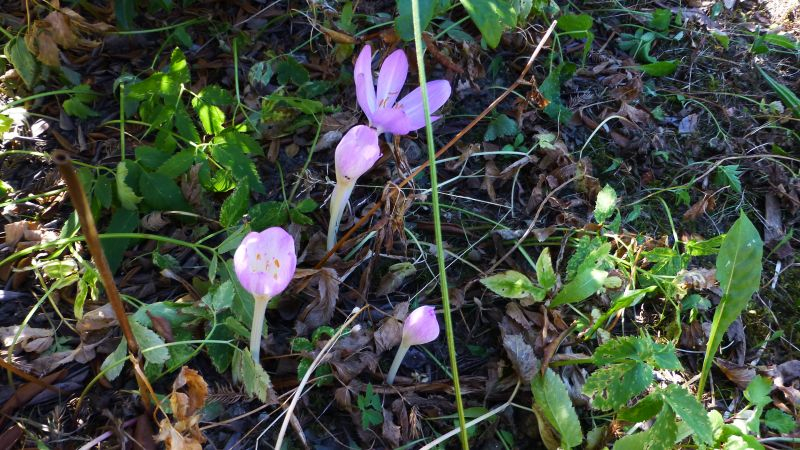 Colchicum byzantinum