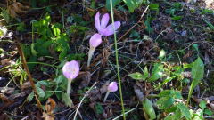 Colchicum byzantinum