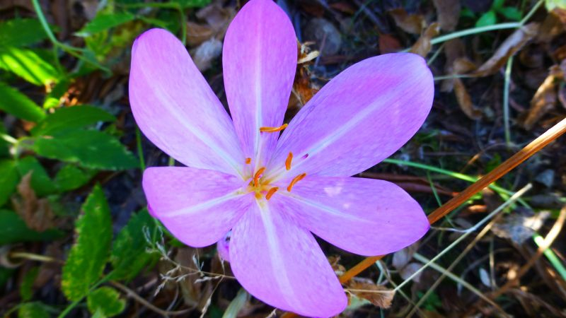 Colchicum byzantinum