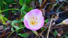 Colchicum byzantinum