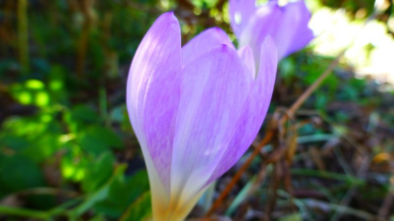 Colchicum byzantinum