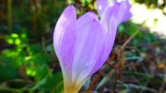 Colchicum byzantinum