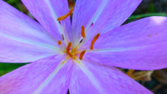 Colchicum byzantinum