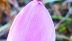 Colchicum byzantinum