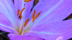 Colchicum byzantinum